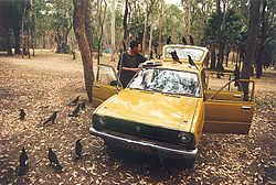 Currawongs carnarvon gorge 1994 email