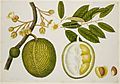 Durio Zibethinus (Bombacaceae) - 40 drawings of plants at Bencoolen, Sumatra (c.1824) - BL NHD 48-20