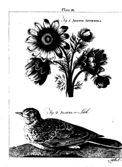 EB1 Plate 003 lark flower