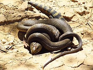 Eastern Brown Snake eating an Eastern Blue tongue. (8235985873)