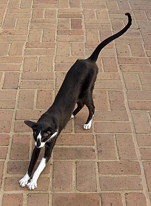 Ebony White Bicolor male Oriental Shorthair cat