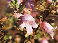 Eremophila reticulata (flower detail)