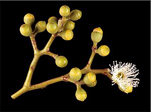 Eucalyptus cloeziana buds
