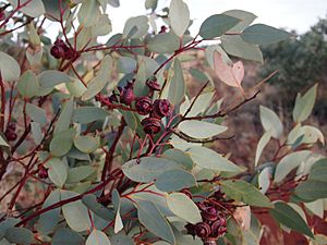 Eucalyptus pachyphylla buds