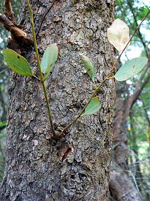 Eucalyptus squamosa Glenhaven