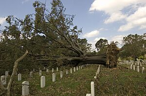 FEMA - 39142 - Tree blown over in a cemetery in Louisiana