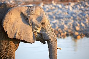 Female African Elephant 2019-07-23