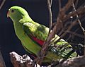 Female Red-Winged Parrot