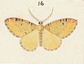 Fig 16 MA I437613 TePapa Plate-XIV-The-butterflies full (cropped)