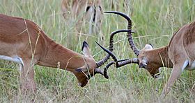 Fighting impalas edit2
