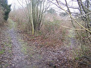 Footpath junction on Hanginghill Wood - geograph.org.uk - 1160542