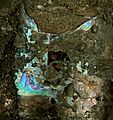 Fossil nautiloid shell with original iridescent nacre in fossiliferous asphaltic limestone