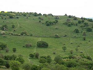 Galley Hill and Warden Hill Nature Reserve - geograph.org.uk - 1319636