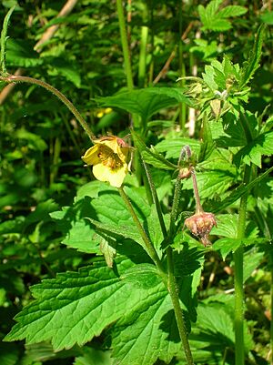 Geum urbanum x rivale (G. intermedium)