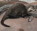 Gfp-otter-and-trout