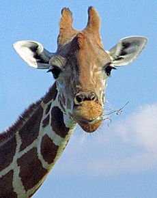 Giraffe face FLA
