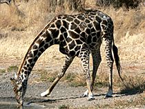 Giraffedvl