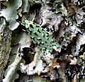 Green lichen tuft moth