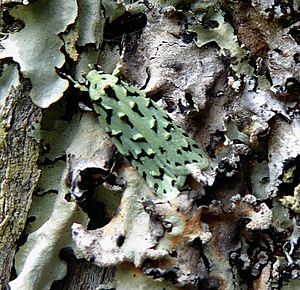 Green lichen tuft moth.jpg