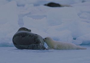 Harp seal mother and pup