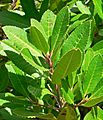 Heteromeles arbutifolia 2