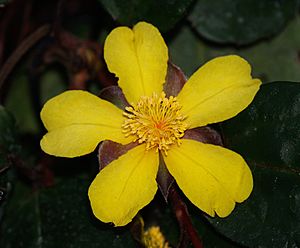 Hibbertia.dentata.flower