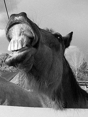 Horse showing its teeth