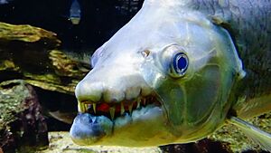 Hydrocynus goliath - Poisson-chien - Aqua porte Dorée 05