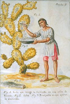 Indian collecting cochineal