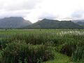 KAWAINUIMARSH