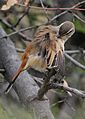 Kalahari scrub robin, Erythropygia paena at Pilanesberg National Park, Northwest Province, South Africa (17267593228)