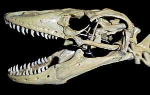 KomodoDragon Skull