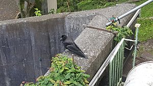 Large Billed Crow In Japan