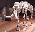 Mammuthus primigenius fraasi