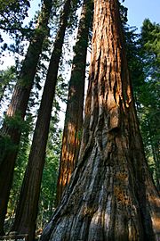 Mariposa Grove Squoias