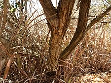Melaleuca conothamnoides (bark)