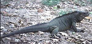 Moniguana