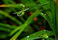 Morning dew drop