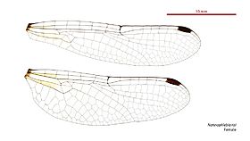 Nannophlebia risi female wings (34672358440)
