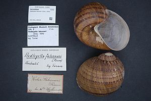 Naturalis Biodiversity Center - ZMA.MOLL.389049 - Hedleyella falconeri (Gray, 1834) - Caryodidae - Mollusc shell.jpeg