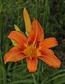 Orange Lily Lilium sp Rain 2000px