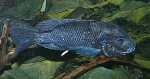 Oreochromis squamipinnis.jpg