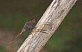 Orthetrum chrysis-Kadavoor-2016-03-26-001