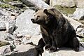 Ours grizzli