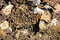Oysters - Exploring low tide in morning light at Daniel's Bay, Lunawanna (33912997465)