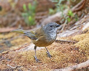 Pachycephala olivacea - Melaleuca.jpg