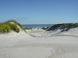 Padre Island National Seashore - sand dunes3