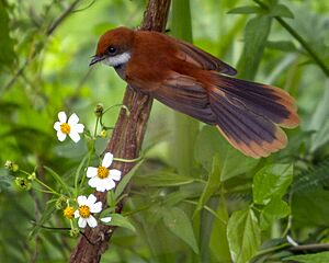 Palau Fantail Rhipidura lepida photographed in Koror Palau in 2013 by Devon Pike.jpg