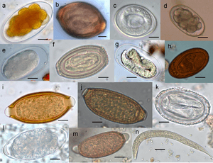 Parasite140080-fig3 Gastrointestinal parasites in seven primates of the Taï National Park - Helminths