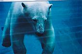 Parc aquarium du Quebec - Ours polaire dans l'eau